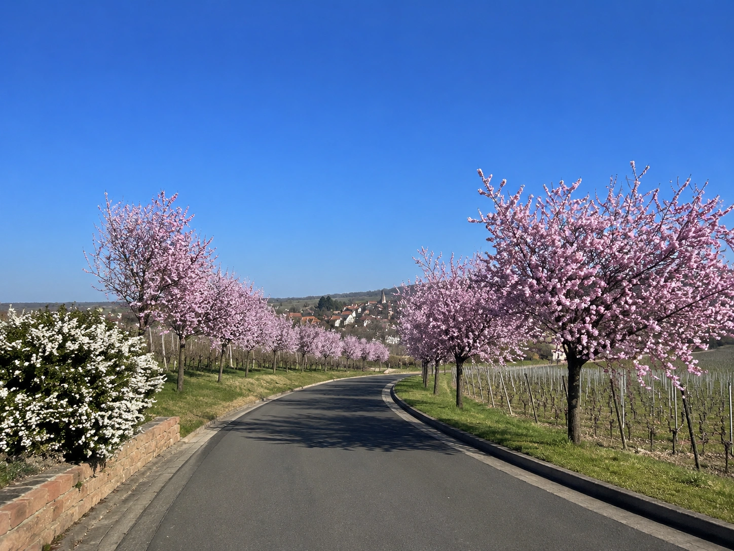 Gimmeldingen bei Neustadt an der Weinstraße
